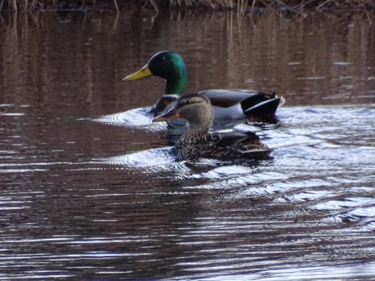 Mallard - ML437974751