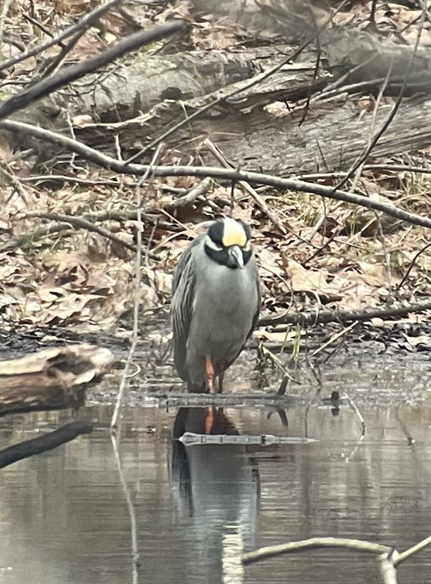 Yellow-crowned Night Heron - Morgan Waller