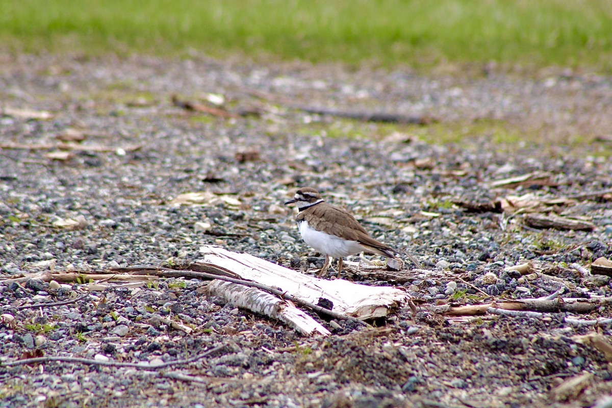 Killdeer - ML437974861