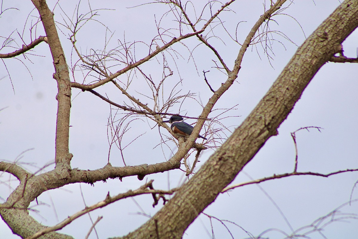Belted Kingfisher - ML437974911