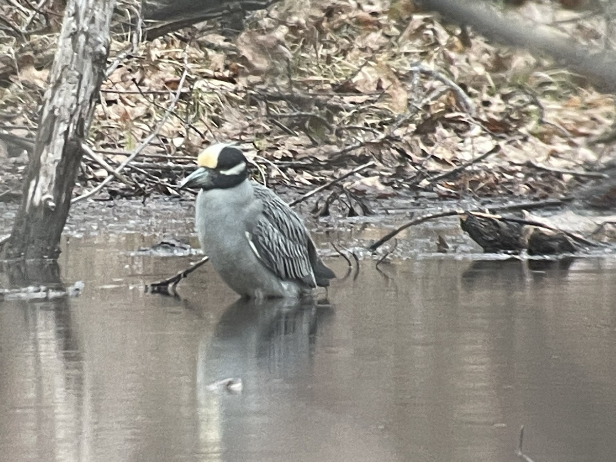 Yellow-crowned Night Heron - ML437975091