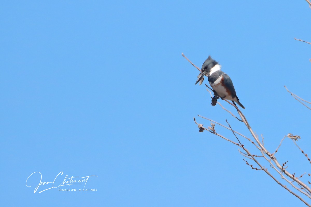 Belted Kingfisher - ML437977441