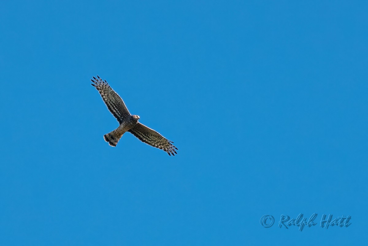 Cinereous Harrier - ML437979141