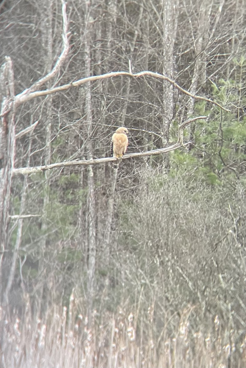 Red-shouldered Hawk - ML437979201