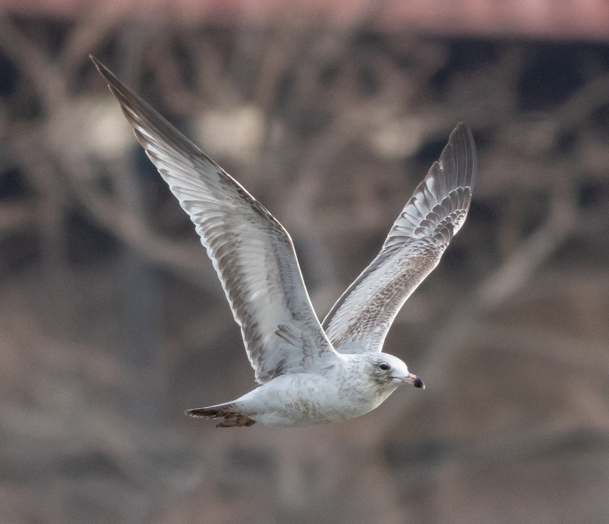 Ring-billed Gull - ML437981261
