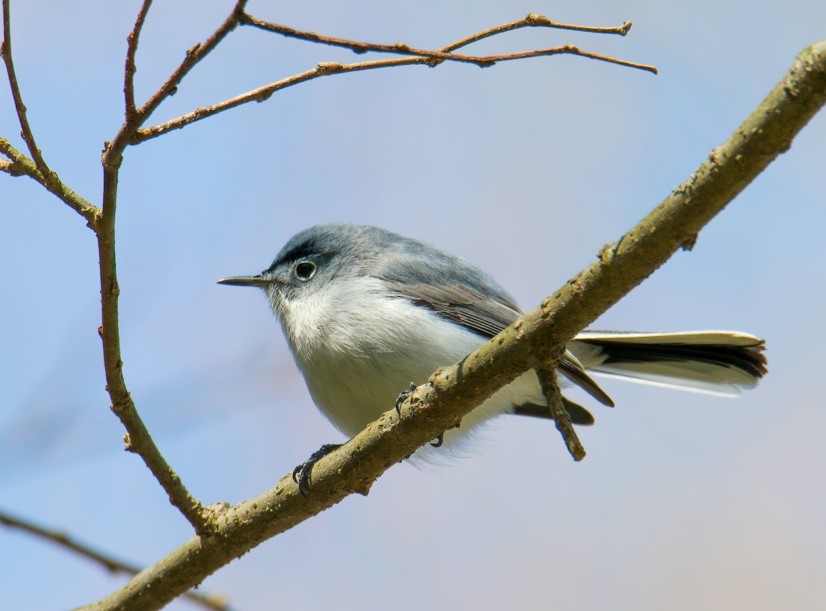 Blue-gray Gnatcatcher - ML437982121