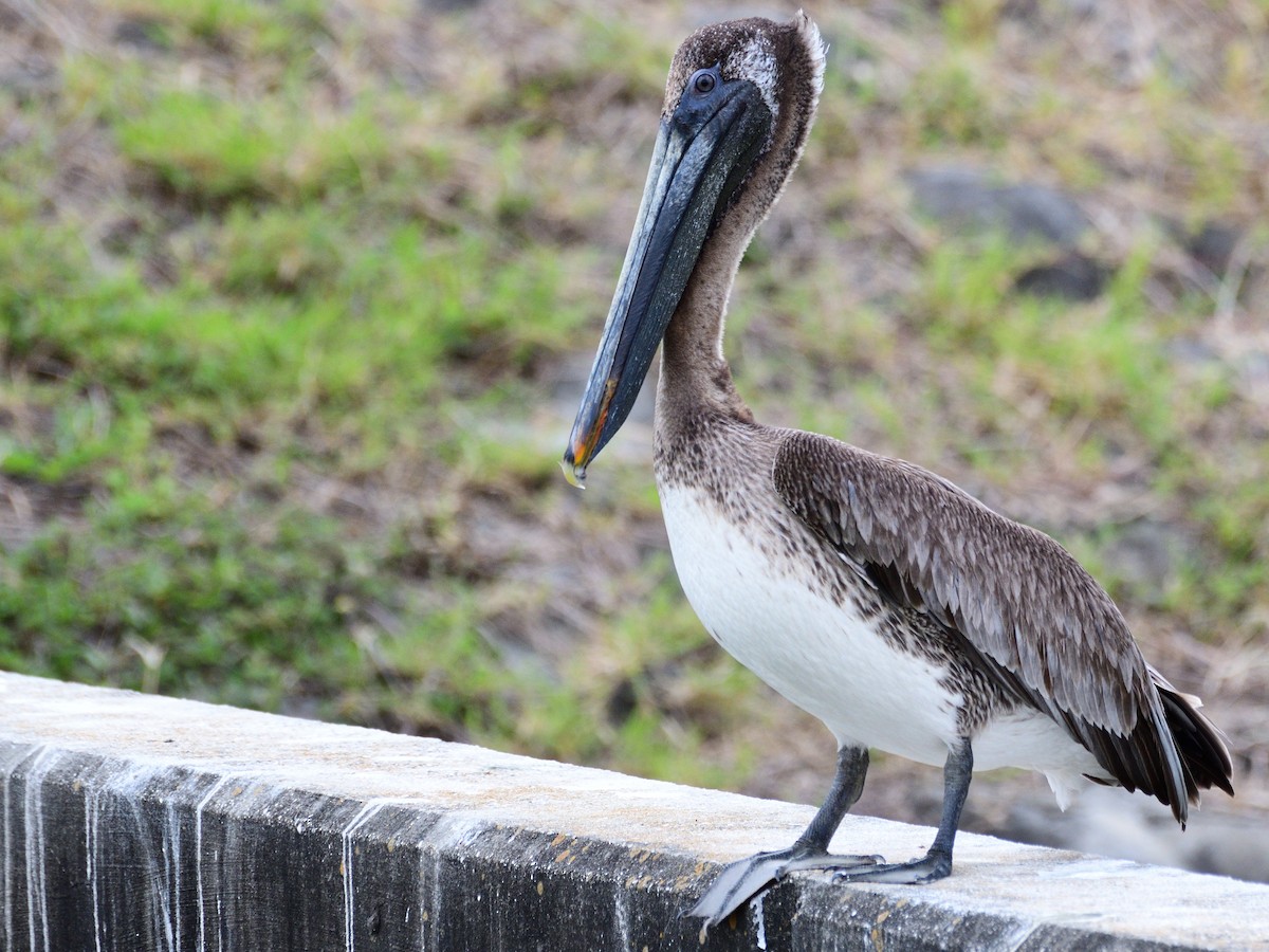 Brown Pelican - ML437983311