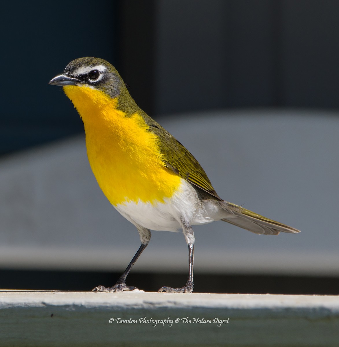 Yellow-breasted Chat - Chantal Taunton