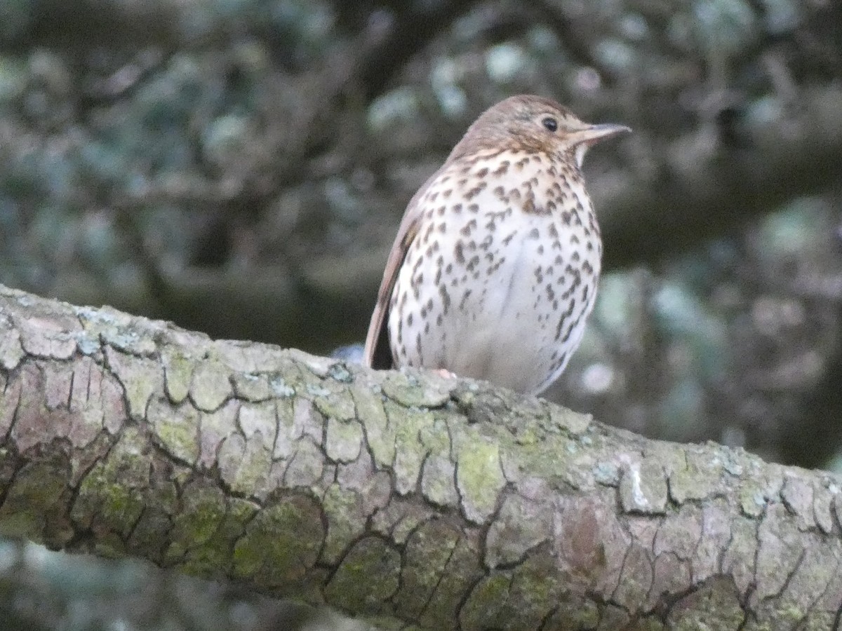 Song Thrush - ML437984401