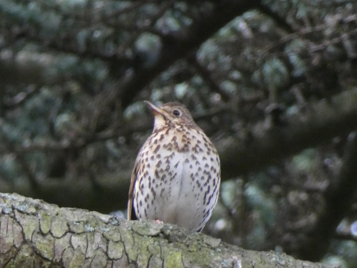 Song Thrush - ML437984411