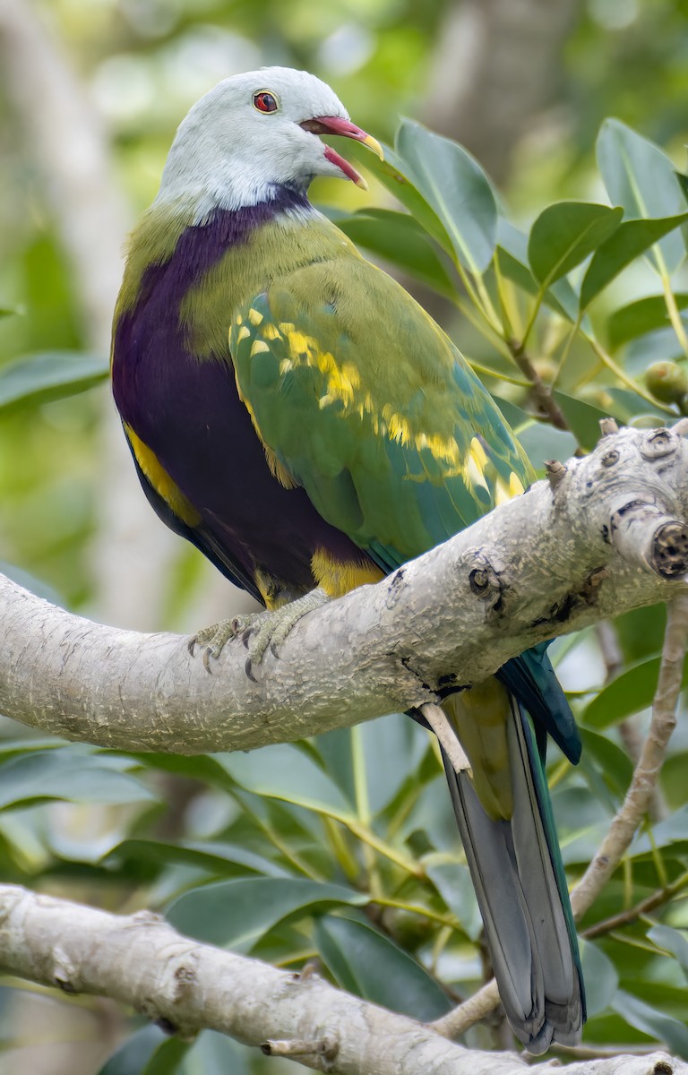 Wompoo Fruit-Dove - Richard Simmonds