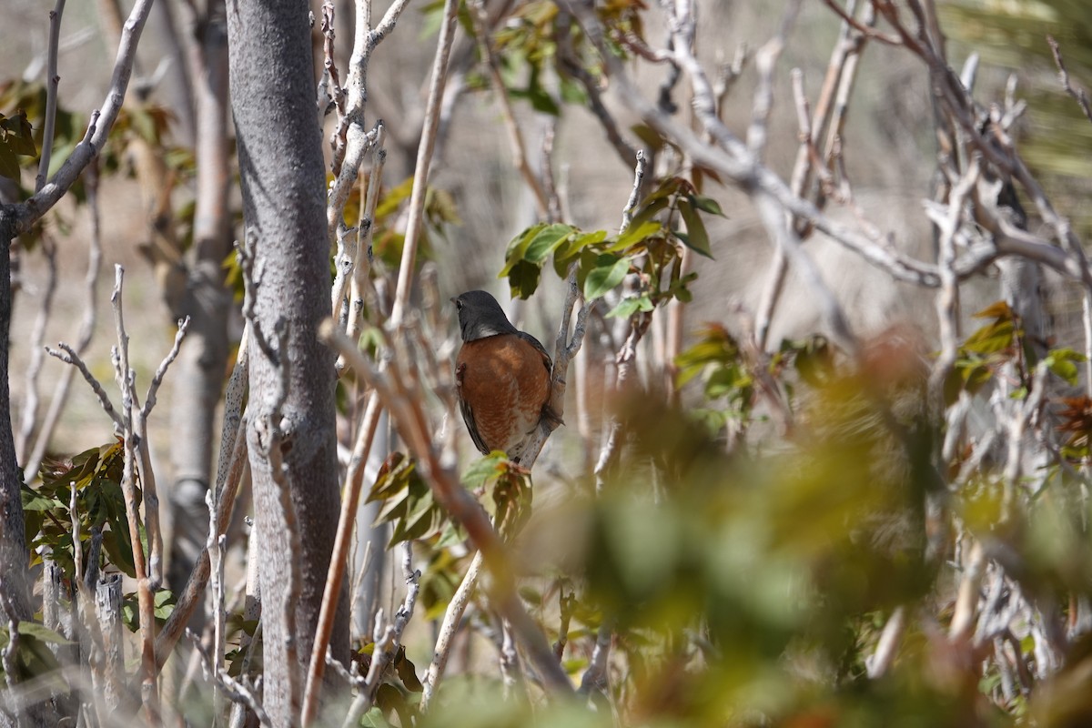 American Robin - Jeff Manker