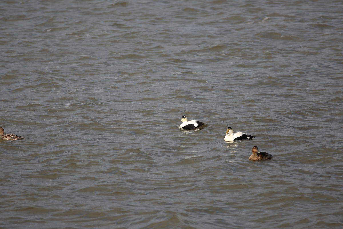 Common Eider - ML437987651