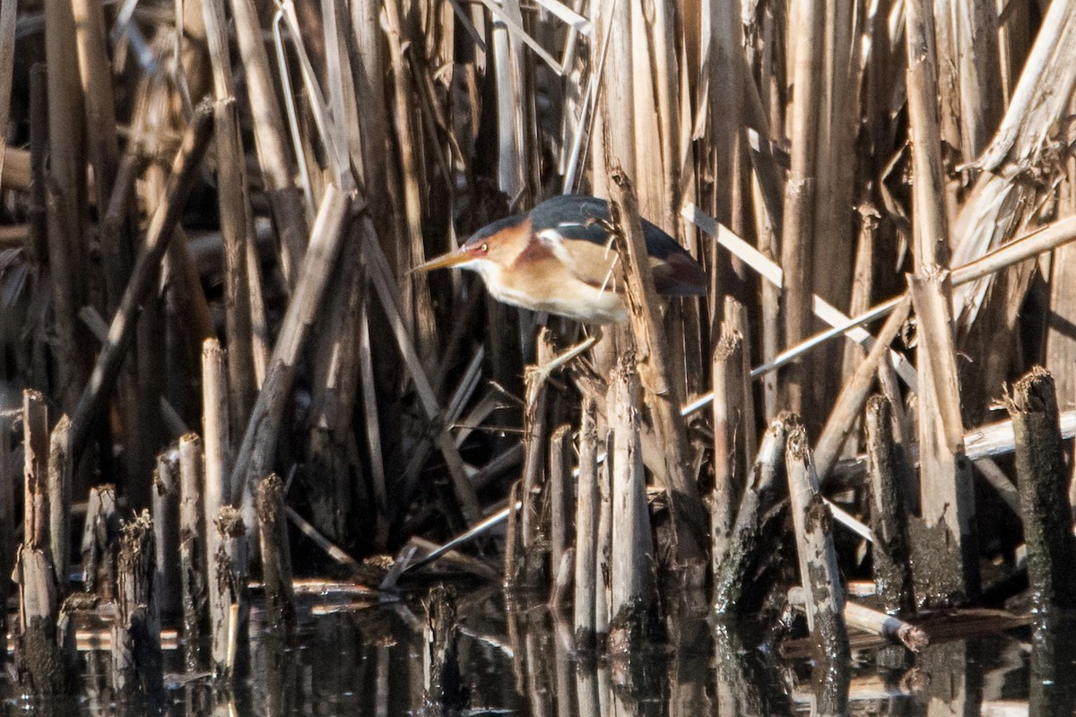 Least Bittern - Sue Barth