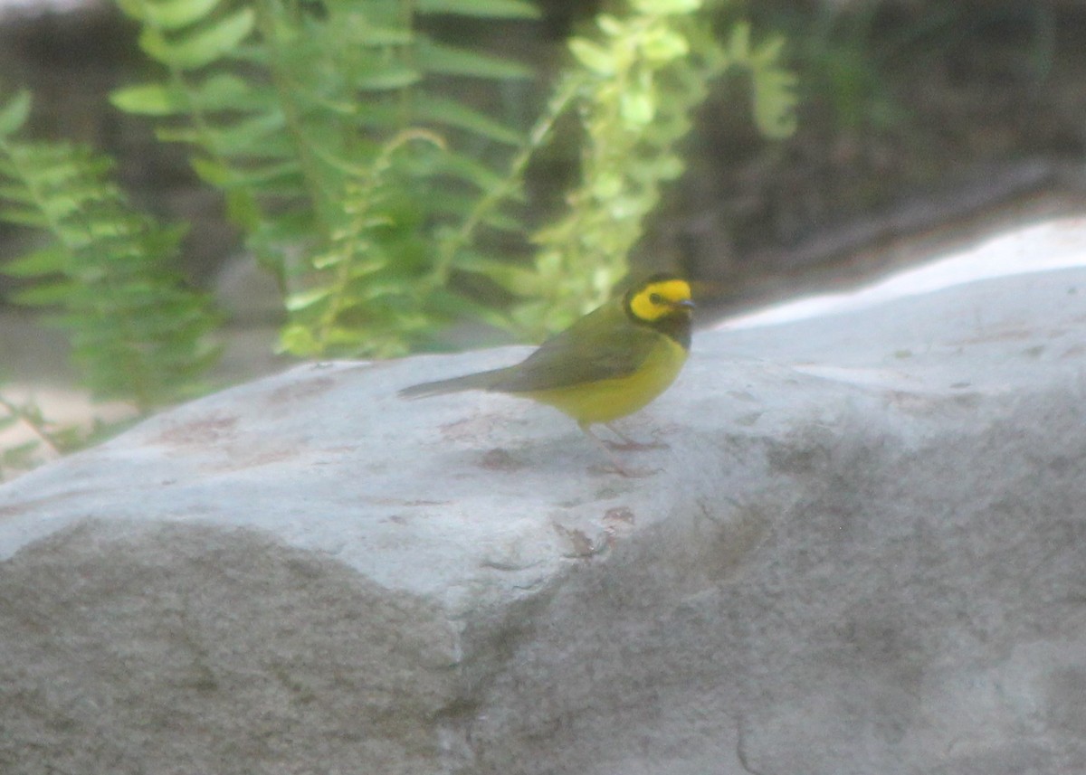 Hooded Warbler - ML437988111