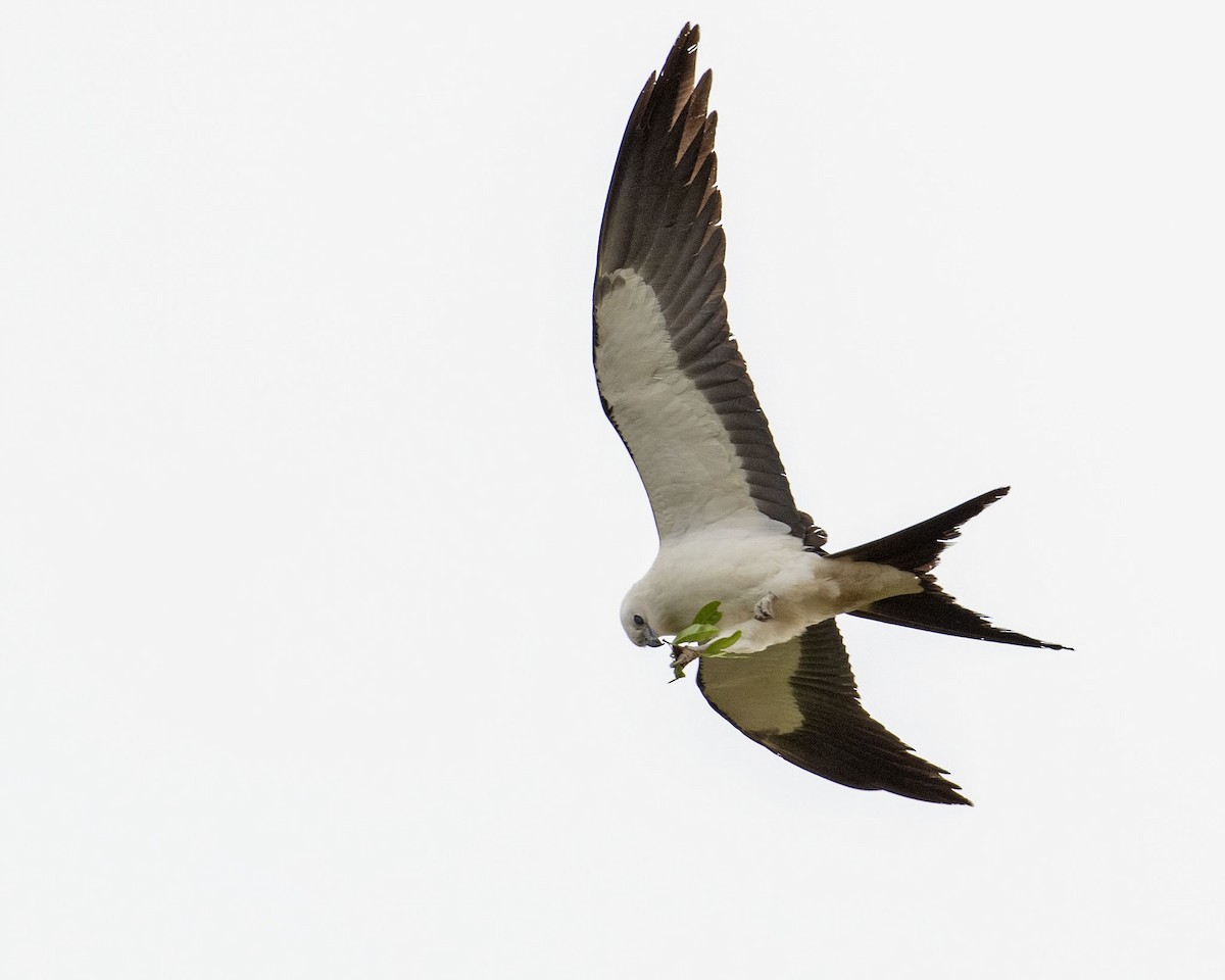 Swallow-tailed Kite - ML437988811