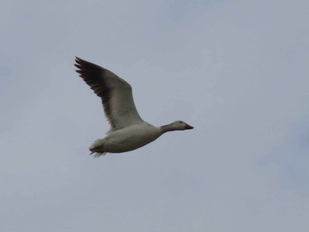 Snow Goose - ML437990761