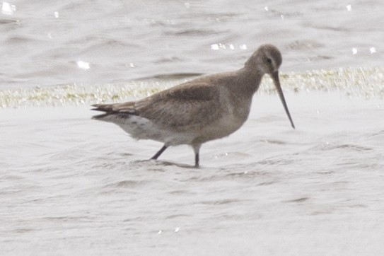 Hudsonian Godwit - ML437991061