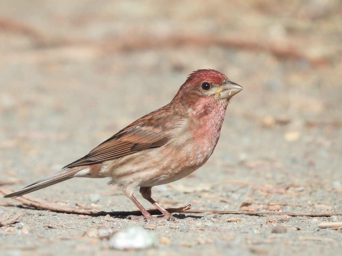 Purple Finch - ML437991171