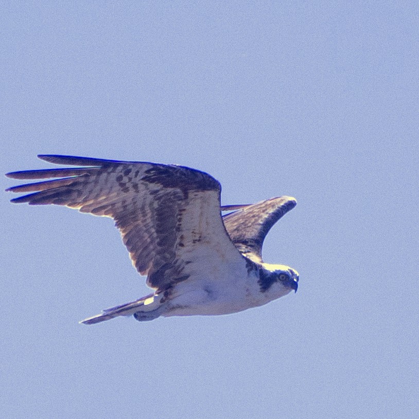 Osprey - ML437991221