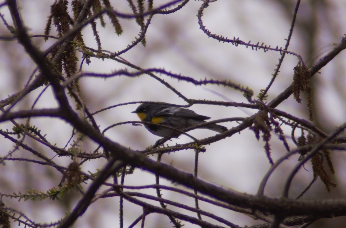 Yellow-rumped Warbler - ML437991691