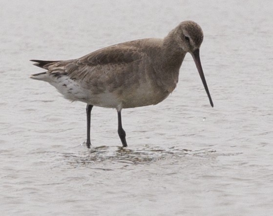 Hudsonian Godwit - ML437991761