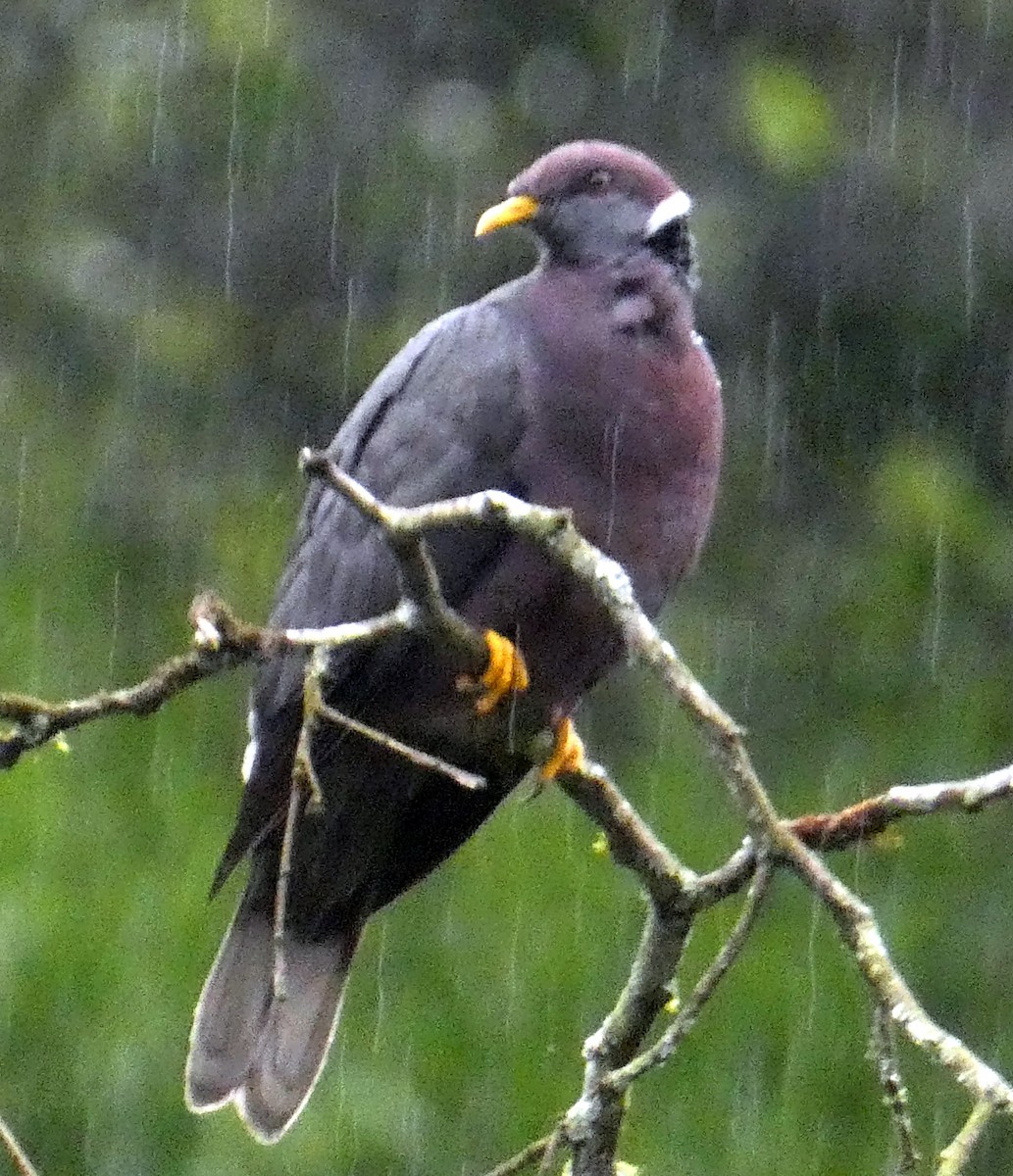 Band-tailed Pigeon (White-necked) - ML437992331