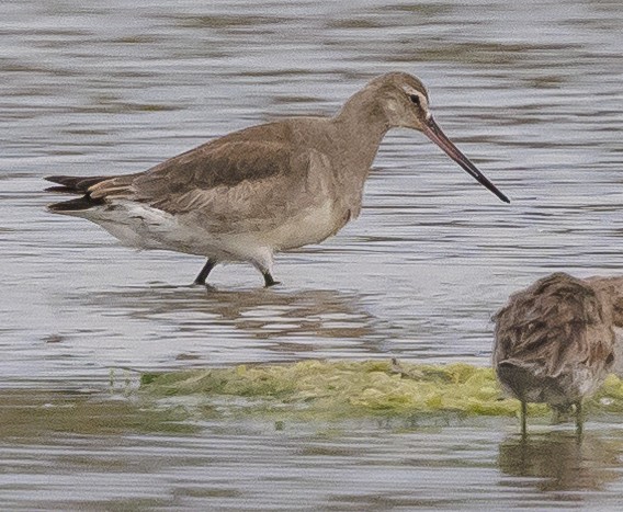 Hudsonian Godwit - ML437992511