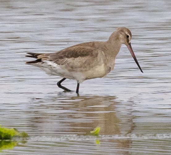 Hudsonian Godwit - ML437992521