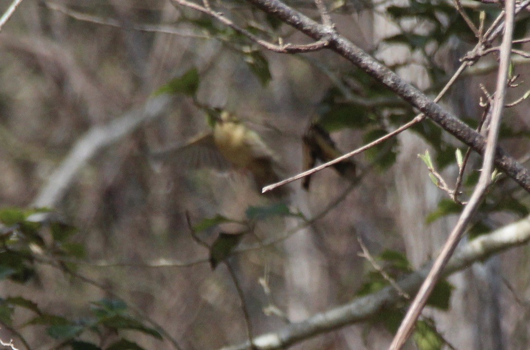 Paruline vermivore - ML437993991