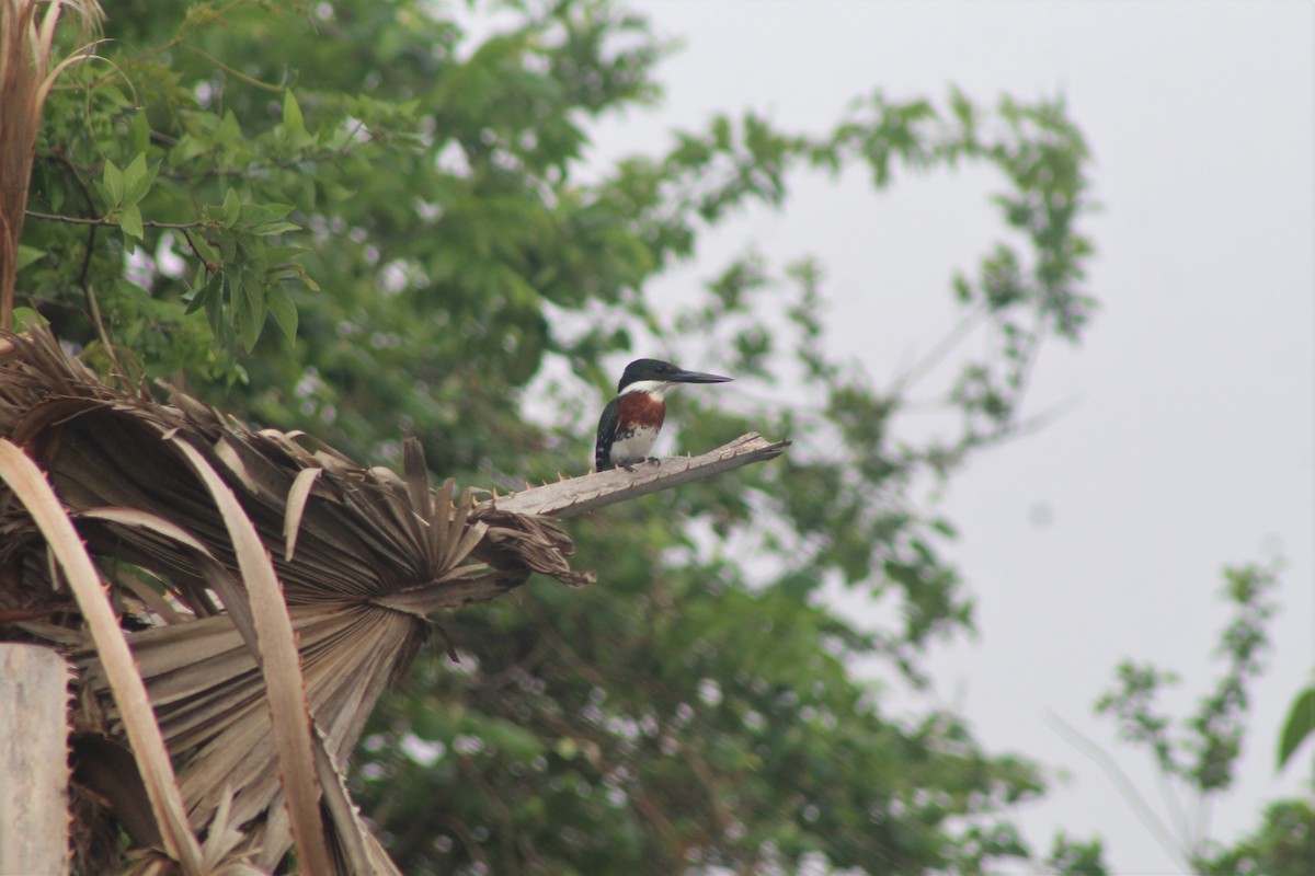 Green Kingfisher - ML437994411