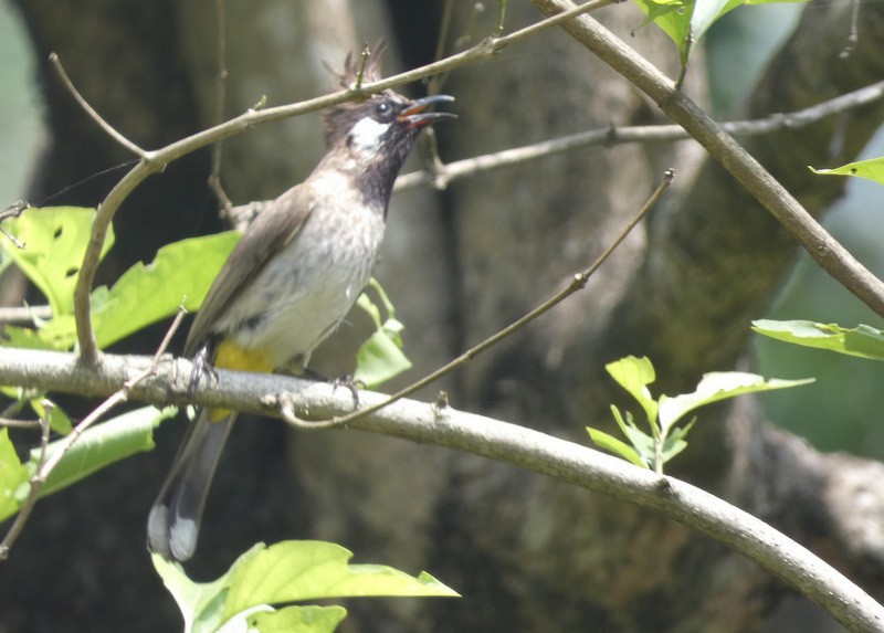 Bulbul à joues blanches - ML437994901