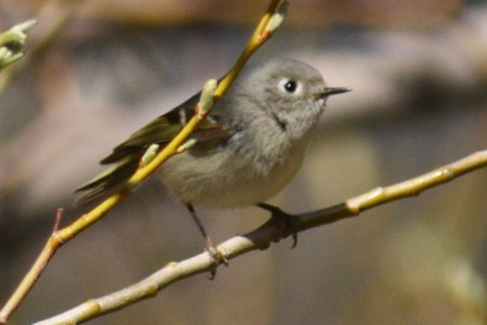 Ruby-crowned Kinglet - Donna Rocha