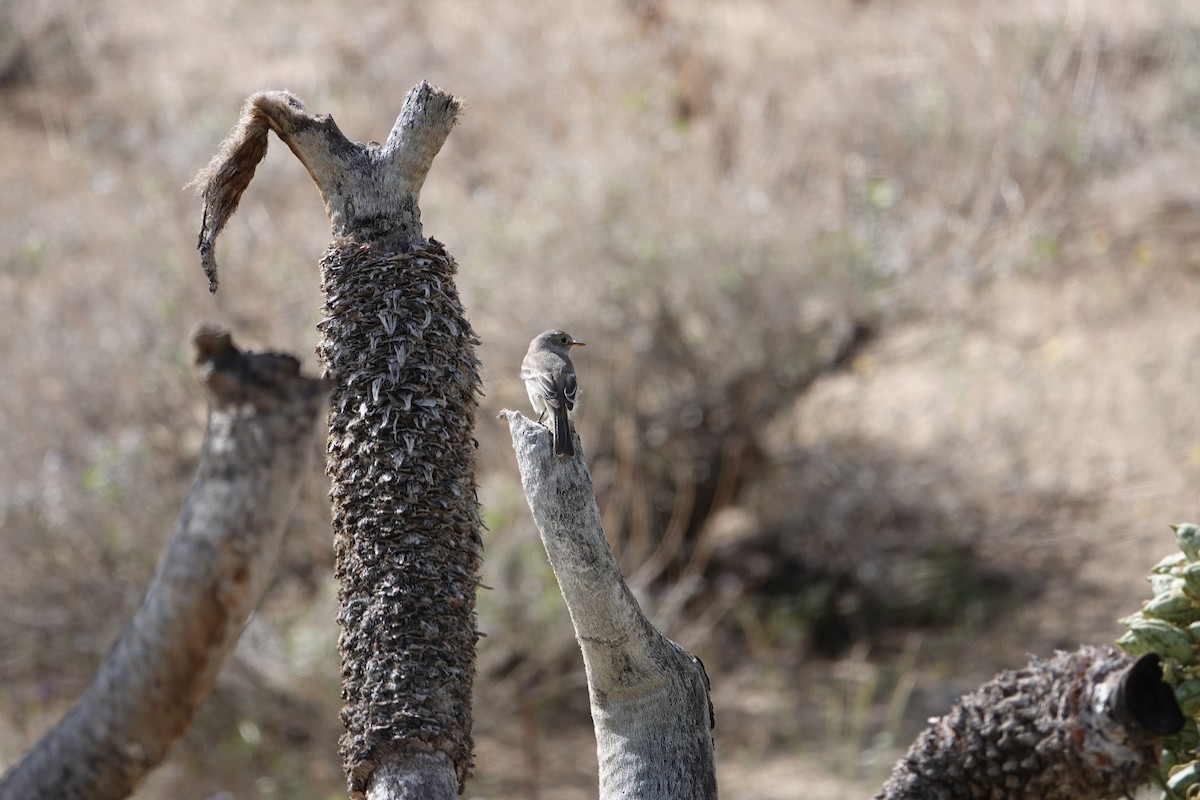 Gray Flycatcher - ML437996491