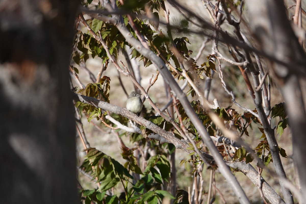 Gray Flycatcher - ML437996501