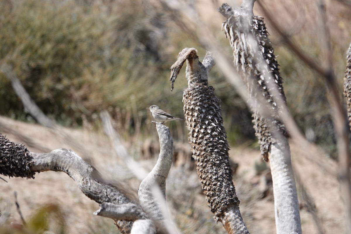 Gray Flycatcher - ML437996511