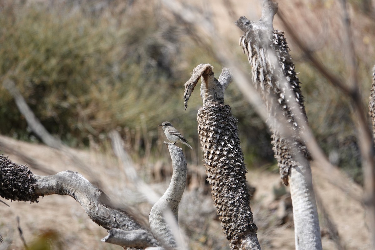 Gray Flycatcher - ML437996551