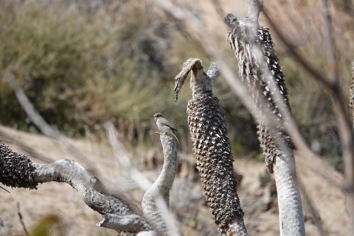 Gray Flycatcher - ML437996561