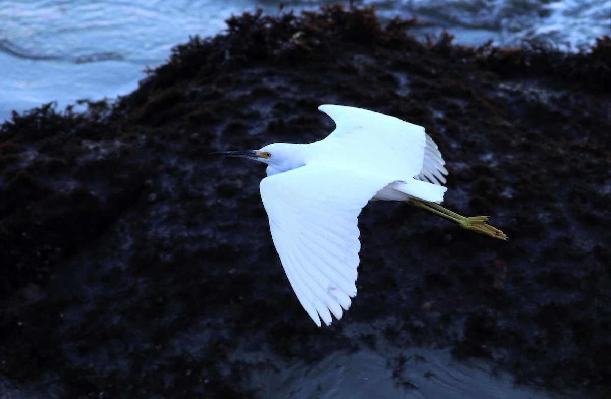 Snowy Egret - ML43799661