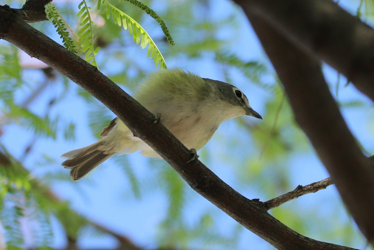 Cassin's Vireo - Andrew Core