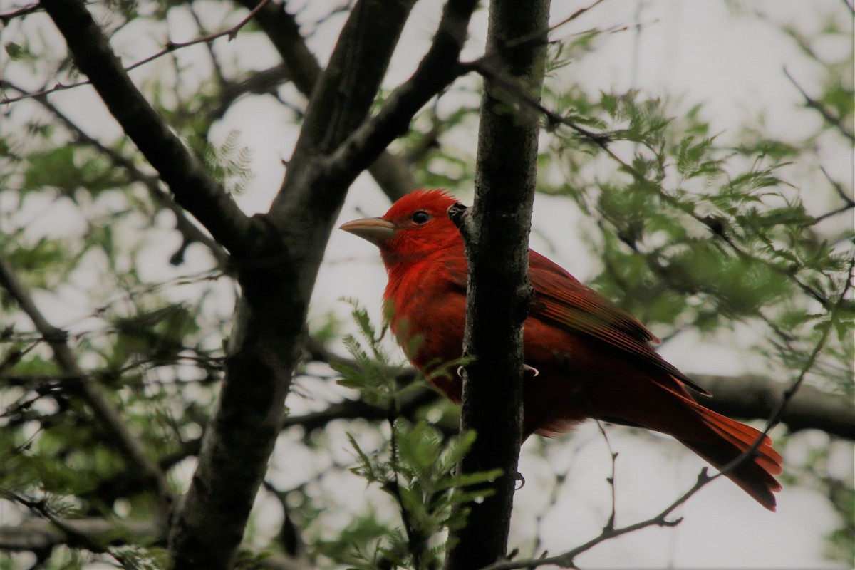 Summer Tanager - ML438000451