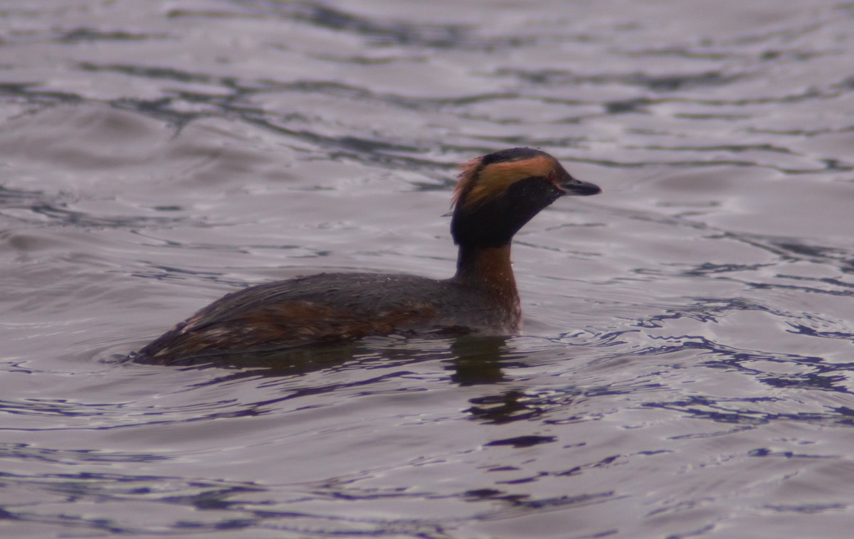 Horned Grebe - ML438000521