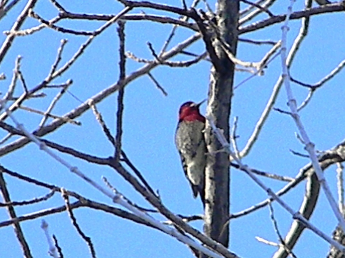 Red-breasted Sapsucker - ML43800281