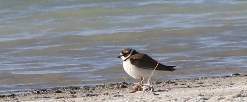 Semipalmated Plover - ML438002871
