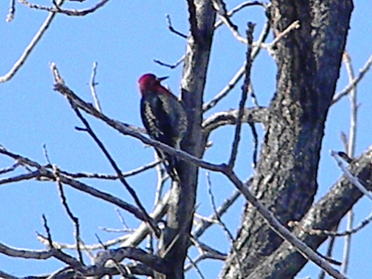 Red-breasted Sapsucker - ML43800301