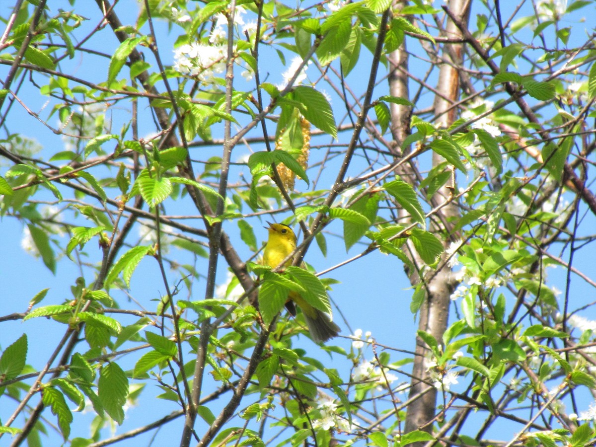 Wilson's Warbler - ML43800331