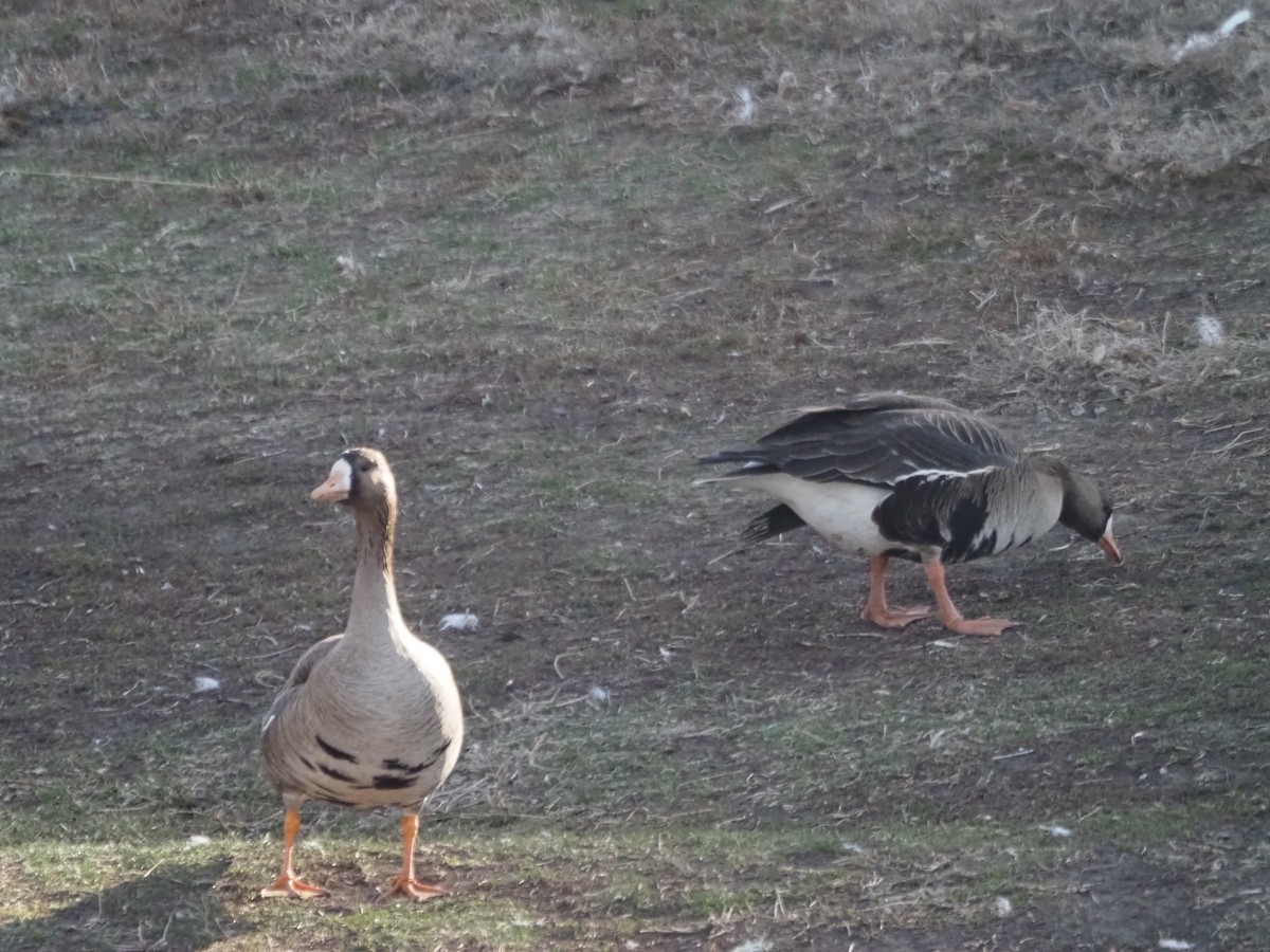 Greater White-fronted Goose - Kevin Wistrom