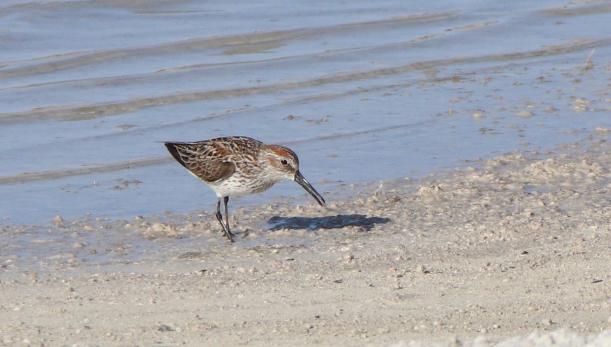 Western Sandpiper - ML438003991