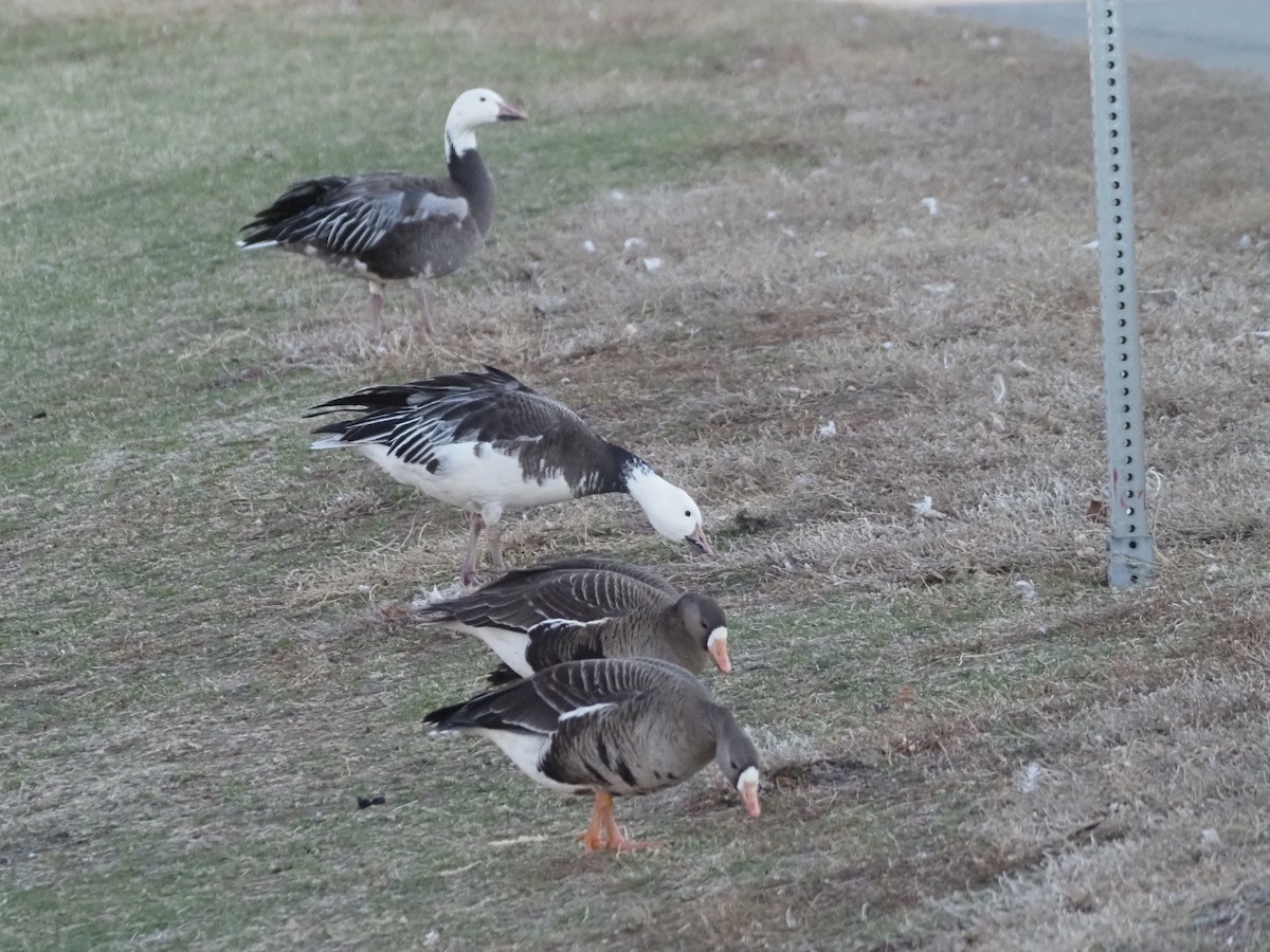 Greater White-fronted Goose - ML438004111