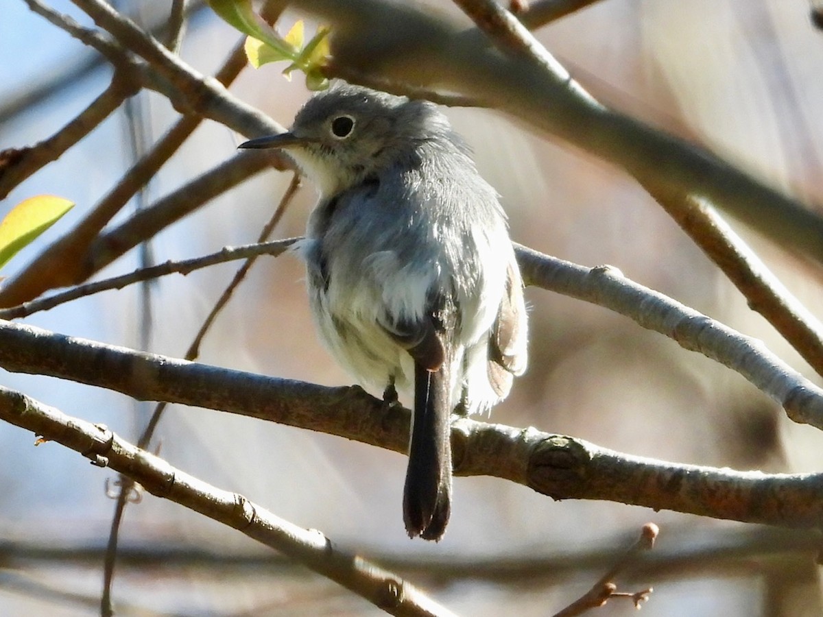 Blue-gray Gnatcatcher - ML438004191